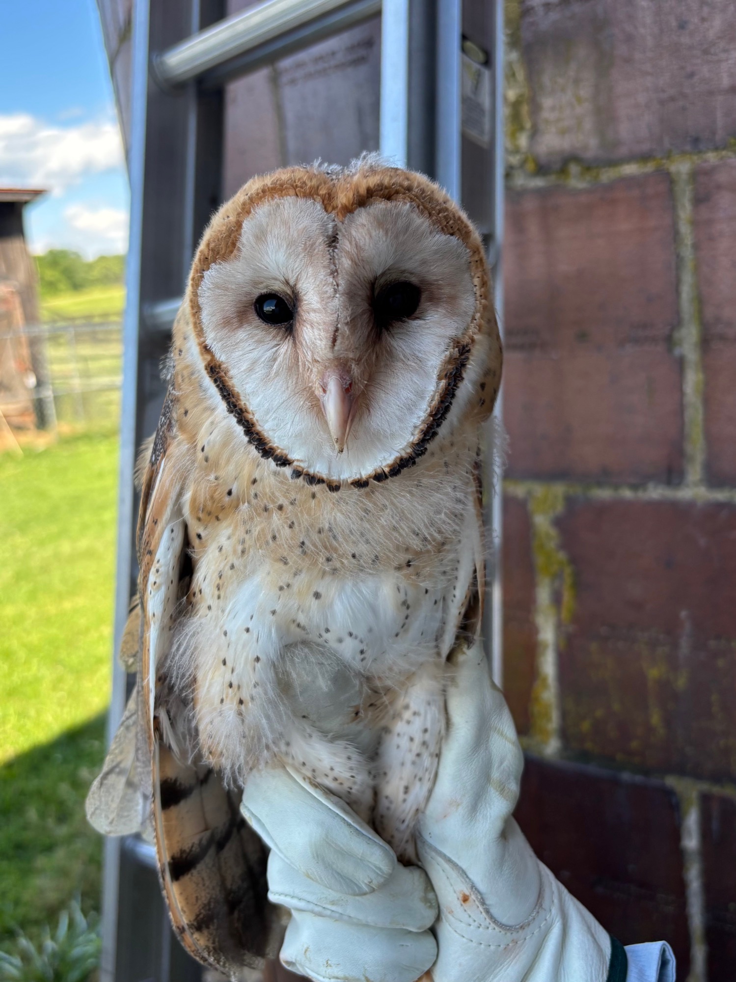 barn owl
